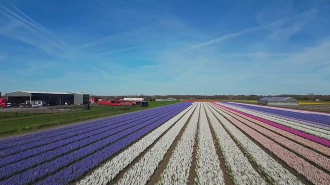 Hoa tulip và thủy tiên nở rộ trên khắp Hà Lan- Ảnh 2.