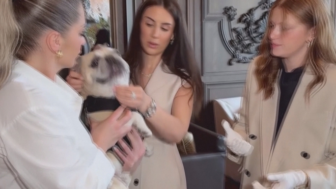 Mỹ: Cún cưng trải nghiệm dịch vụ cao cấp- Ảnh 2. Mỹ: Cún cưng trải nghiệm dịch vụ cao cấp- Ảnh 2.