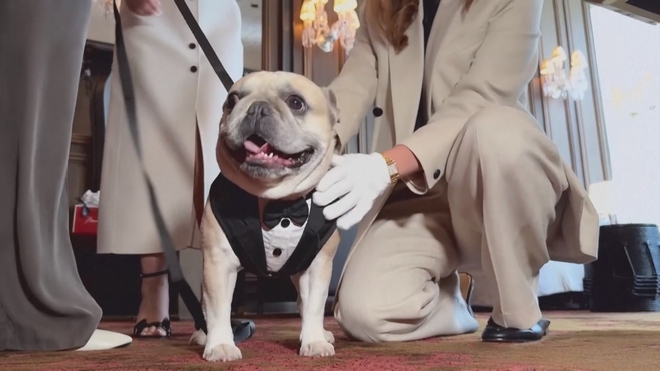 Mỹ: Cún cưng trải nghiệm dịch vụ cao cấp- Ảnh 1. Mỹ: Cún cưng trải nghiệm dịch vụ cao cấp- Ảnh 1.