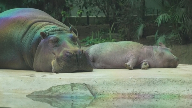 Đức: Tour sở thú cho người mắc chứng sa sút trí tuệ- Ảnh 2.