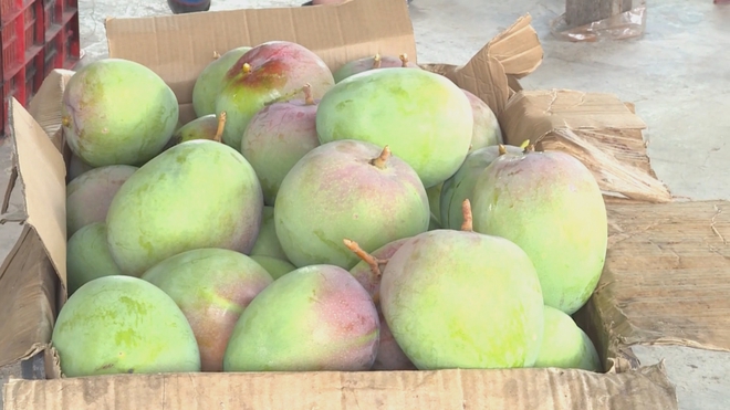 60 Giây ngày 17/4/2026 | Lào Cai khắc phục hậu quả do mưa đá và giông lốc - Ảnh 5.