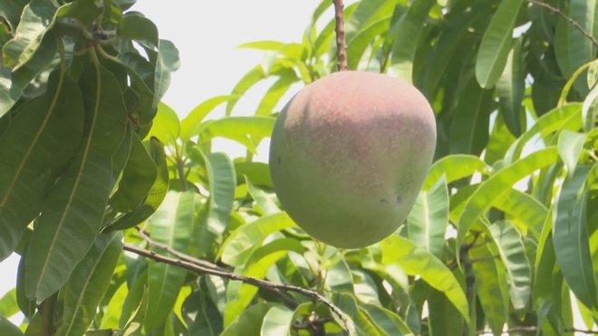 60 Giây ngày 17/4/2026 | Lào Cai khắc phục hậu quả do mưa đá và giông lốc - Ảnh 6.