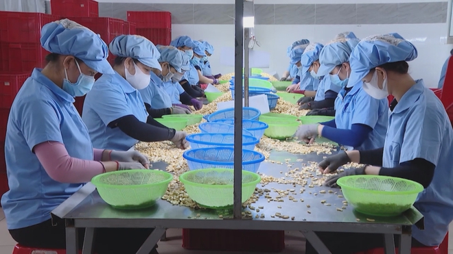 Giá hạt điều cao kỉ lục trên thị trường, tạo động lực cho nông dân - Ảnh 4.