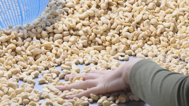 Giá hạt điều cao kỉ lục trên thị trường, tạo động lực cho nông dân - Ảnh 5.
