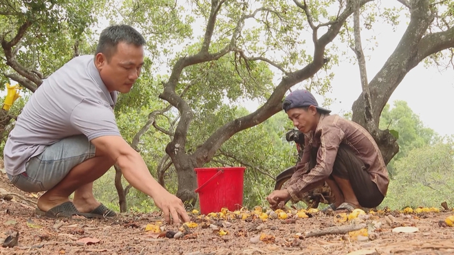 Giá hạt điều cao kỉ lục trên thị trường, tạo động lực cho nông dân - Ảnh 3.