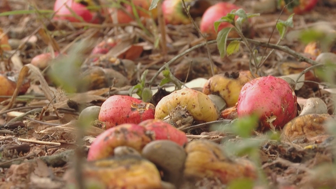 Giá hạt điều cao kỉ lục trên thị trường, tạo động lực cho nông dân - Ảnh 1.