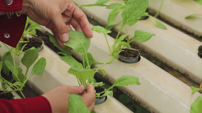 TP. Hồ Chí Minh thúc đẩy nông nghiệp công nghệ cao, thích ứng đô thị hóa và biến đổi khí hậu - Ảnh 2.
