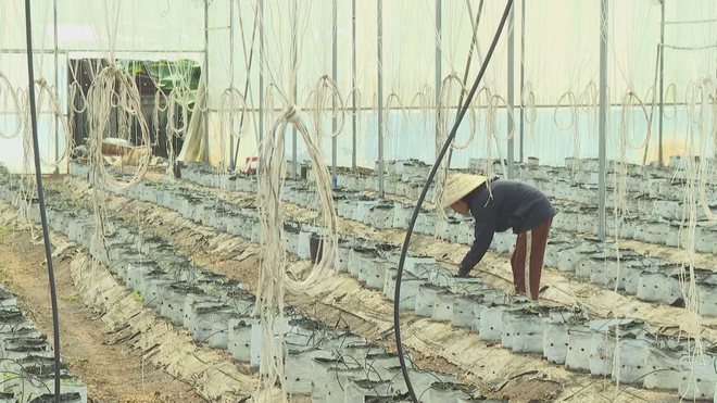 Nông dân TP. Hồ Chí Minh linh hoạt ứng phó để tiết kiệm chi phí trong sản xuất - Ảnh 1.