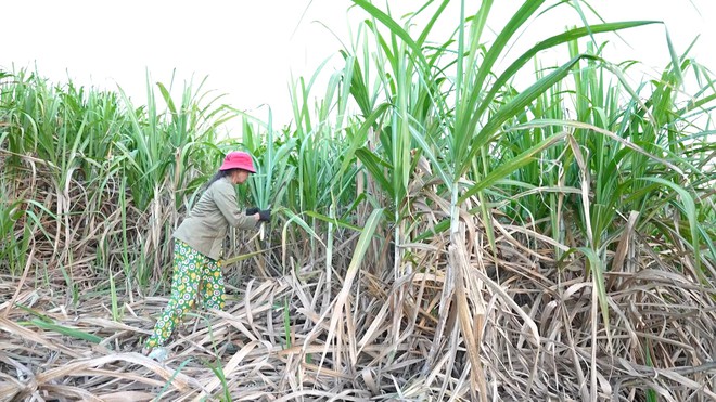 Mái ấm gia đình Việt: Thảo Vân ở trọ từ nhỏ, đêm nằm khóc vì nhớ bà - Ảnh 1.