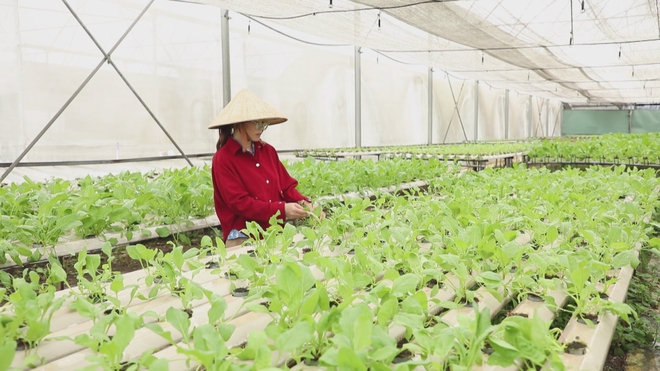 Giữ mảng xanh đô thị nhờ mô hình nông nghiệp ứng dụng công nghệ cao- Ảnh 2.