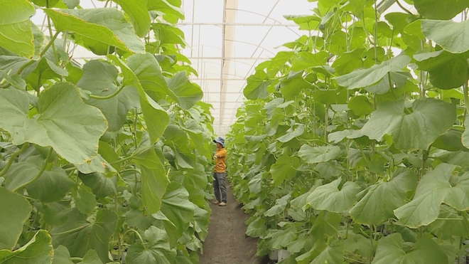 Giữ mảng xanh đô thị nhờ mô hình nông nghiệp ứng dụng công nghệ cao- Ảnh 4.