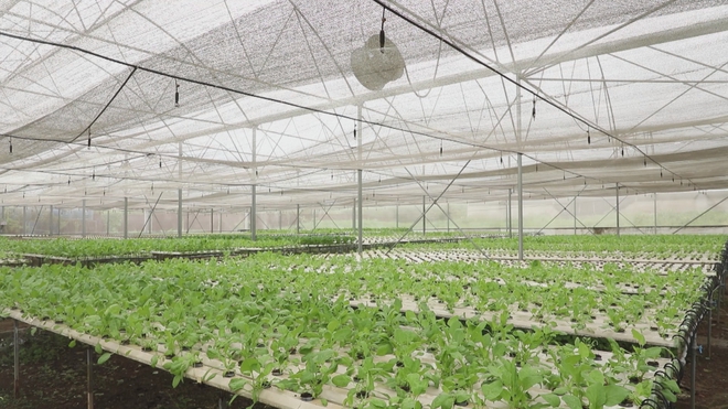 Giữ mảng xanh đô thị nhờ mô hình nông nghiệp ứng dụng công nghệ cao- Ảnh 5.