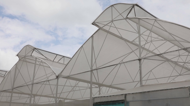 Giữ mảng xanh đô thị nhờ mô hình nông nghiệp ứng dụng công nghệ cao- Ảnh 1.