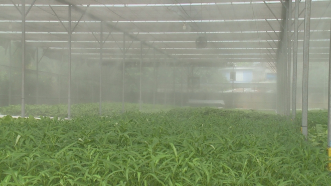 Giữ mảng xanh đô thị nhờ mô hình nông nghiệp ứng dụng công nghệ cao- Ảnh 7.