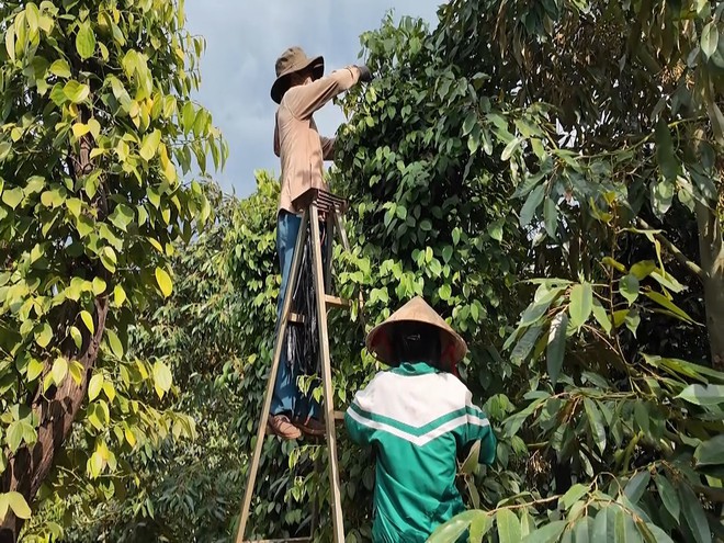 Mái ấm gia đình Việt: Ngọc Diễm theo mẹ làm thuê nuôi cha bệnh nặng- Ảnh 4.