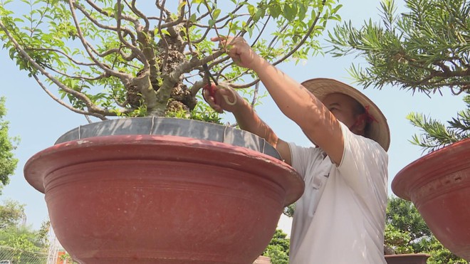 Nỗ lực tìm thị trường tiêu thụ cho hội viên sinh vật cảnh - Ảnh 4.