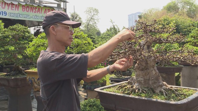 Nỗ lực tìm thị trường tiêu thụ cho hội viên sinh vật cảnh - Ảnh 2.