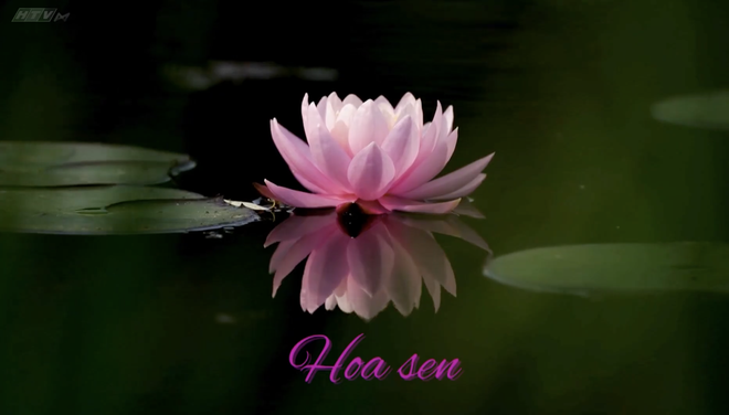 Góc nhỏ kỳ diệu: Sáng tạo nghệ thuật với màu nước và tăm bông - Ảnh 6.