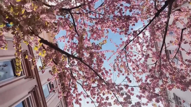 Đức: Mùa hoa anh đào nở rộ thu hút du khách - Ảnh 1.