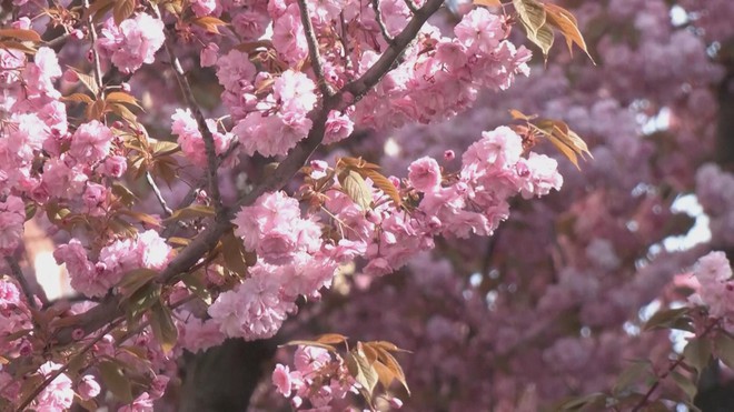 Đức: Mùa hoa anh đào nở rộ thu hút du khách - Ảnh 2.