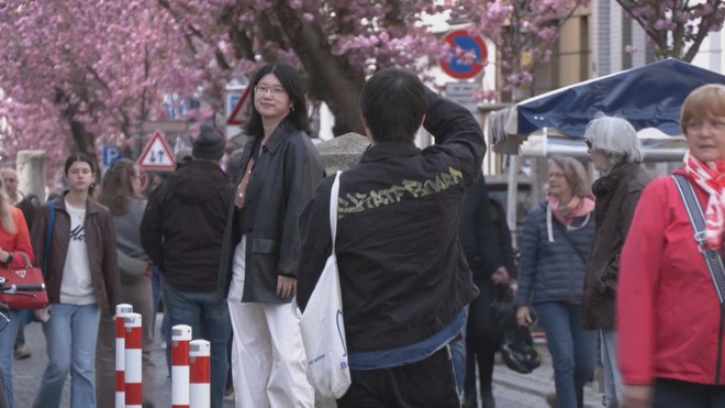 Đức: Mùa hoa anh đào nở rộ thu hút du khách - Ảnh 4.