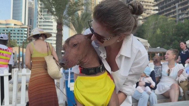 Lễ hội dành cho cún cưng tại Dubai (UAE) - Ảnh 1.