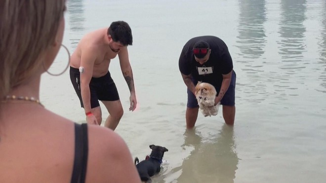 Lễ hội dành cho cún cưng tại Dubai (UAE) - Ảnh 2.