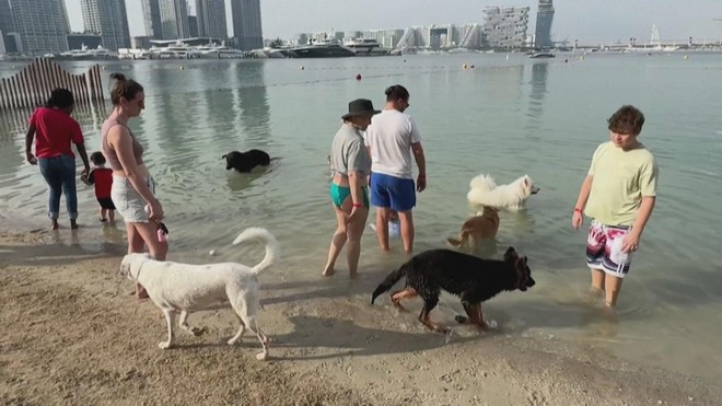 Lễ hội dành cho cún cưng tại Dubai (UAE) - Ảnh 3.