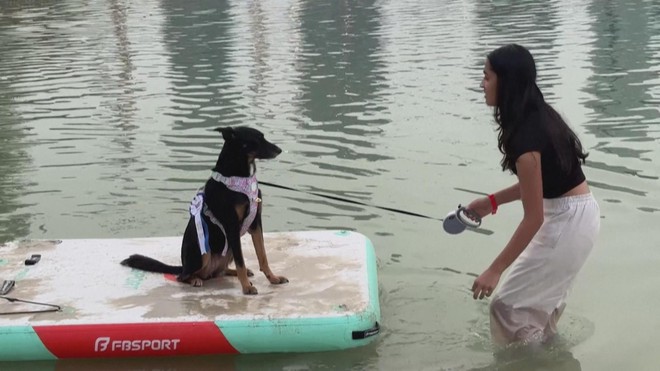 Lễ hội dành cho cún cưng tại Dubai (UAE) - Ảnh 4.