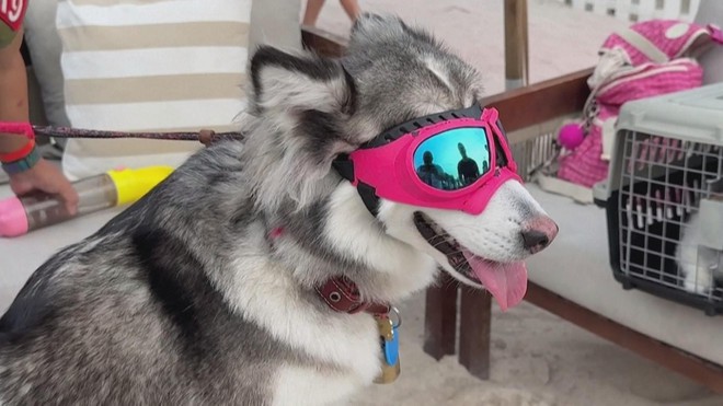 Lễ hội dành cho cún cưng tại Dubai (UAE) - Ảnh 5.