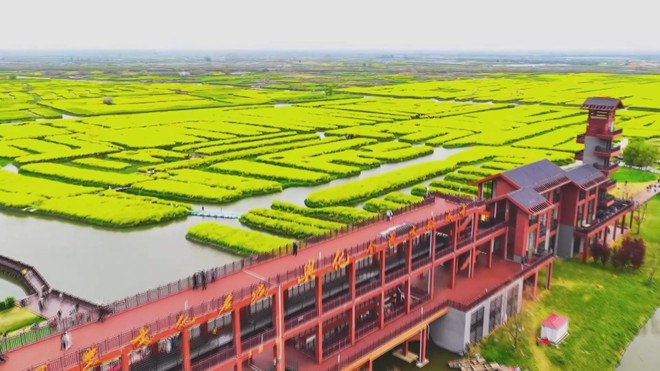 Trung Quốc: Cánh đồng hoa cải thu hút khách dịp đầu xuân - Ảnh 2.