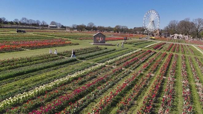 Ngắm tulip nở rộ tại lễ hội Tulleys Tulip Fest ở Anh- Ảnh 1.