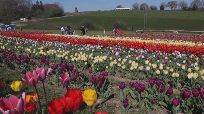 Ngắm tulip nở rộ tại lễ hội Tulleys Tulip Fest ở Anh- Ảnh 2.