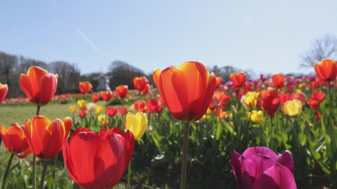 Ngắm tulip nở rộ tại lễ hội Tulleys Tulip Fest ở Anh- Ảnh 3.