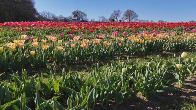 Ngắm tulip nở rộ tại lễ hội Tulleys Tulip Fest ở Anh- Ảnh 4.