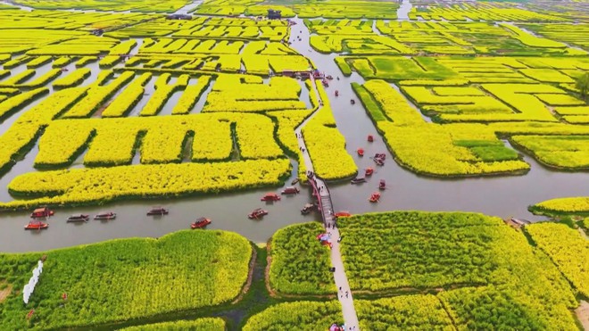 Trung Quốc: Cánh đồng hoa cải thu hút khách dịp đầu xuân - Ảnh 6.
