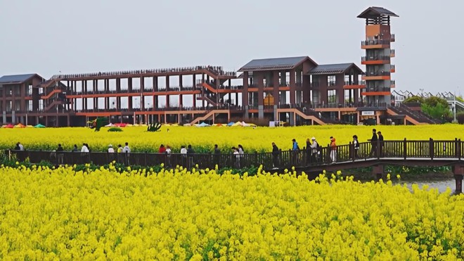 Trung Quốc: Cánh đồng hoa cải thu hút khách dịp đầu xuân - Ảnh 7.