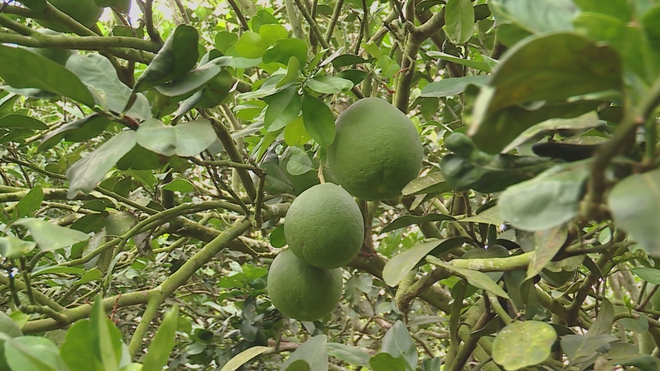 Liên kết 3 nhà: Giải pháp đưa bưởi Việt xuất khẩu chính ngạch sang Trung Quốc  - Ảnh 4.