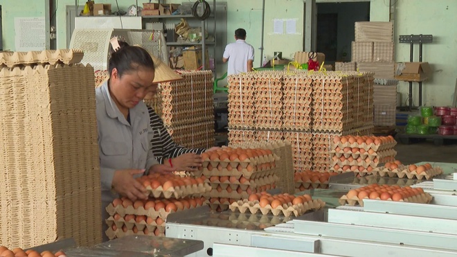 Thoát vòng luẩn quẩn “Được mùa mất giá” cho ngành trứng gia cầm - Ảnh 1.