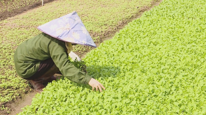 Vươn khơi - Ngày 13/6/2026 | - Ảnh 1.