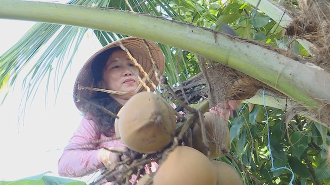 Dừa xiêm lùn mở hướng canh tác hiệu quả trên đất ven sông - Ảnh 1.