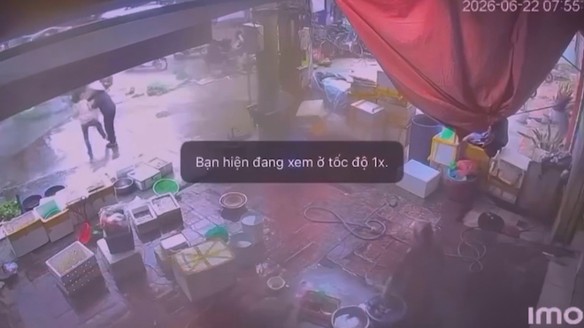 60 Giây Trưa ngày 23/6/2026 | Giá heo hơi hôm nay (23-6): tiếp tục điều chỉnh giảm. - Ảnh 3.