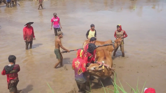 Khai mạc lễ hội đua bò truyền thống Pacu Jawi ở Sumatra, Indonesia - Ảnh 5.