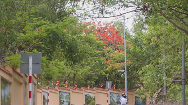 Đường lên Hải đăng Vũng Tàu đỏ rực hoa phượng- Ảnh 4.