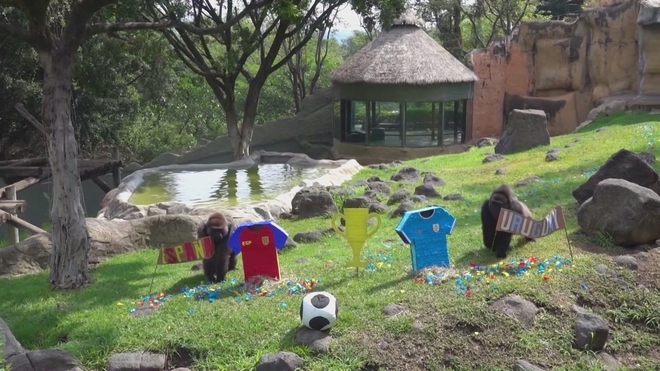 Động vật đoán đội thắng tại World Cup- Ảnh 2. Động vật đoán đội thắng tại World Cup- Ảnh 2.