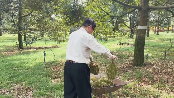 Nhiều vườn sầu riêng tại khu vực phía Đông TP. Hồ Chí Minh - Ảnh 5.