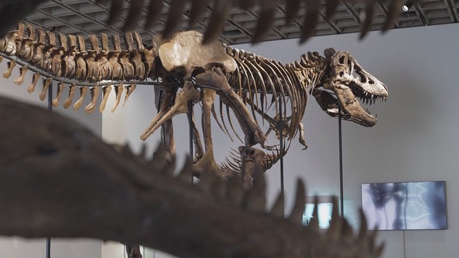 50,1 triệu đôla Mỹ cho bộ xương khủng long T-rex Gus- Ảnh 2.