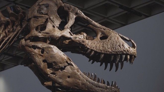50,1 triệu đôla Mỹ cho bộ xương khủng long T-rex Gus- Ảnh 4.