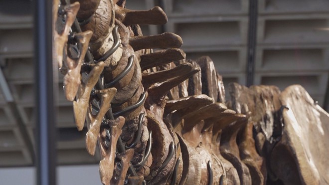 50,1 triệu đôla Mỹ cho bộ xương khủng long T-rex Gus- Ảnh 5.
