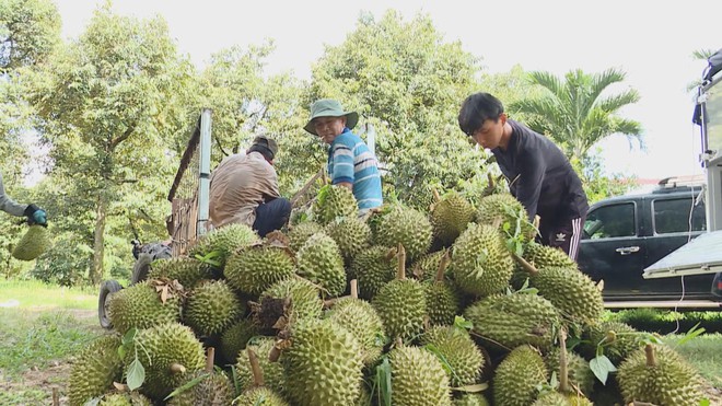 Vươn khơi - Ngày 22/7/2026 | Tăng tốc cấp mã số vùng trồng sầu riêng - Ảnh 2.